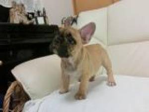 Regalo Economicos Cachorros Bulldog Frances