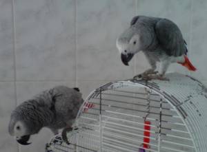 Regalo Loros Yaco papillero/