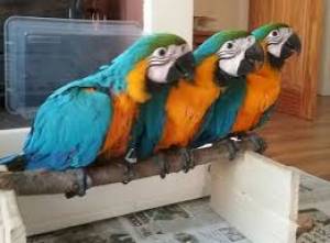 Loros guacamayos en adopcion