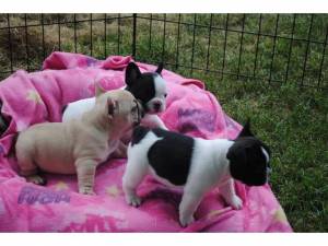 regalo Bulldog Frances de Pura Raza
