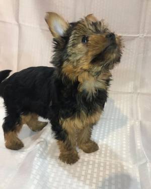 REGALO CAMADA YORKSHIRE TERRIER DISPONIBLE