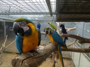huevos de loro fertile y aves loros disponible