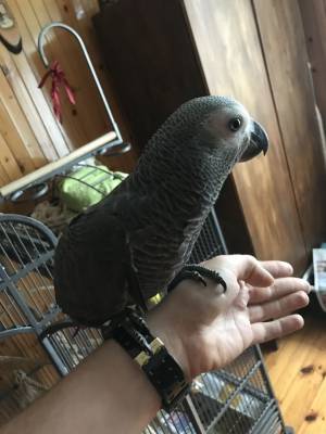 pajaros de loro saludables y huevos de loro disponible