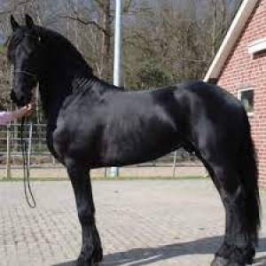 Caballo Frison Bien Entrenado