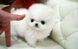 REGALO Pomerania Mini Toy Para Adopción