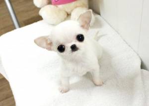 Regalo cachorro de chihuahua en adopción