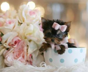 Taza de té yorkshire cachorros regalo para adopción