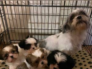 Cachorros Shihtzu listos para salir.