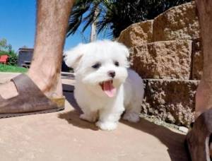 Regalo bichon maltes