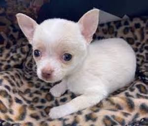 Adorable cachorros de Chihuahua para adopción