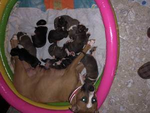 Vendo cachorros de American Estanfod