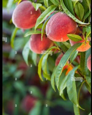 CLAREO DE MELOCOTONES