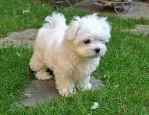 cachorro de maltes mini toy bb