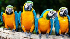 Guacamayo Loros en adopcion