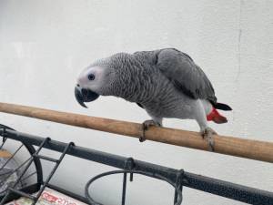 LOROS GRIS AFRICANO PARA ADOPCION