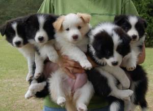 Border collies cachorros