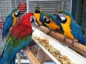 Loros guacamayos disponibles