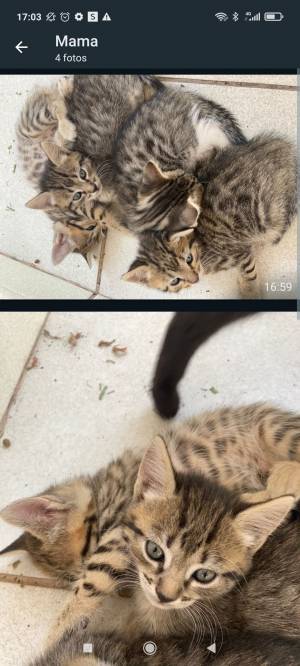 Regalo gatitos bebé