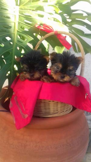 Yorkshire peluches auténticos