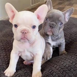 3Bulldog francés disponible Whatsapp +34 633207549