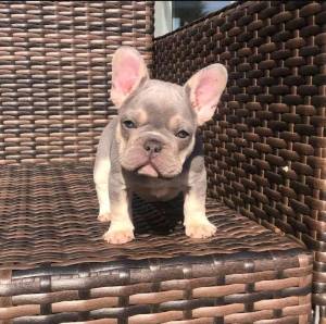 Bulldog francés disponible .Whatsapp +34 633207549