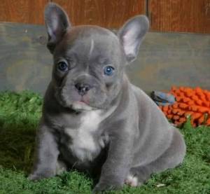 11Bulldog francés disponible Whatsapp +34 633207549