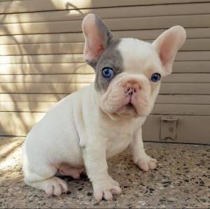 14Bulldog francés disponible Whatsapp +34633207549