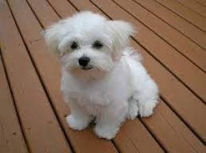 Regalo Cachorros Bichon Maltes para su adopcion