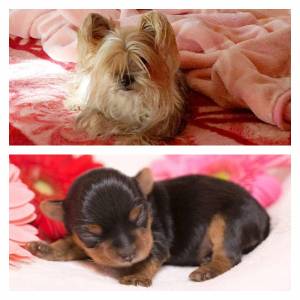 Yorkshire cachorros  698. 274. 525