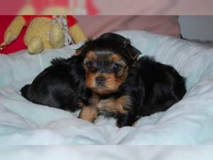 Preciosos Cachorros Yorkshire Terrier.