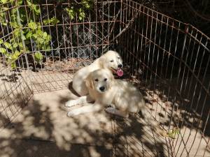 Golden retriever criados con mucho amor