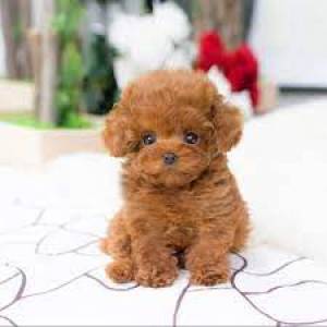 Regalo cachorros caniche toy ee