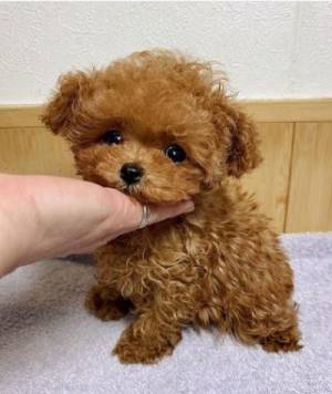 Regalo cachorros caniche toy q,k .