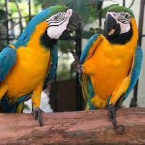 Regalo loros Azule y Oro Guacamayos 09