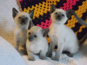 Regalo Gatitos Siamese6