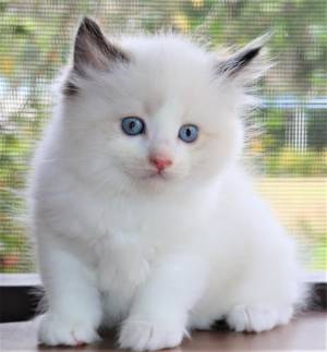 Regalo Gatitos Ragdoll46