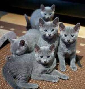 Regalos Gatitos Rosus Azule48
