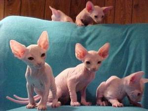 Regalo Preciosos gatitos sphynx1