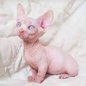 Regalo Preciosos gatitos sphynx44