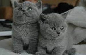 Regalo Gatitos Britico Pelo Corto50