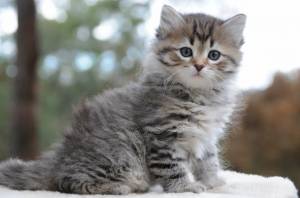 Regalo Gatitos Siberianos4