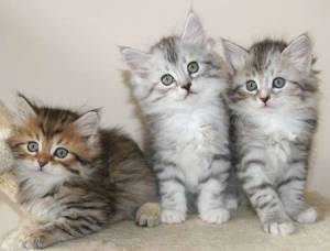 Regalo Gatitos Siberianos48
