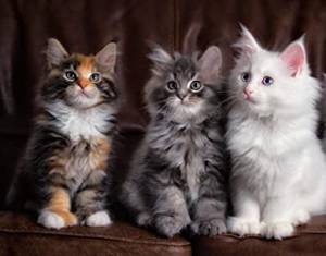 Regalo Lindos Gatitos Maincoon1