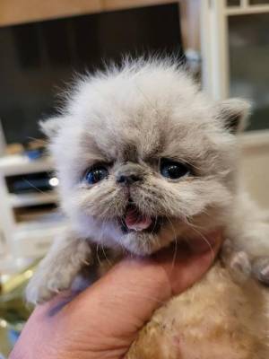 Vendo gatos persas 350€