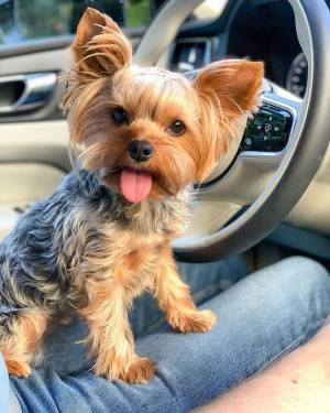 Cachorros yorkshire terrier machos y hembras