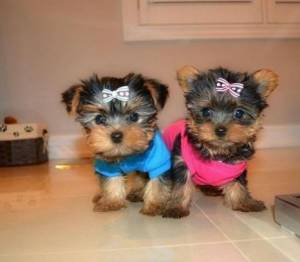 Regalo Cachorros Yorkshire Mini21