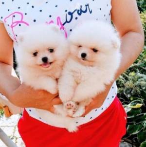 Regalo cachorros Toy Pomerania22