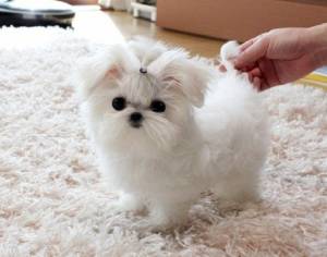 Regalo cachorros Bichon Maltes toy21