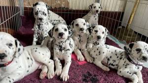 Regalo Magnificos cachorros Dalmante29