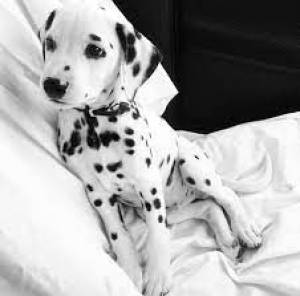 Regalo Magnificos cachorros Dalmante41
